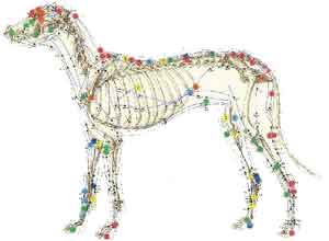 Acupuntura Veterinária em Montes Claros
