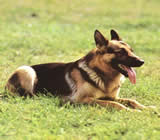 Adestramento de cães em Montes Claros